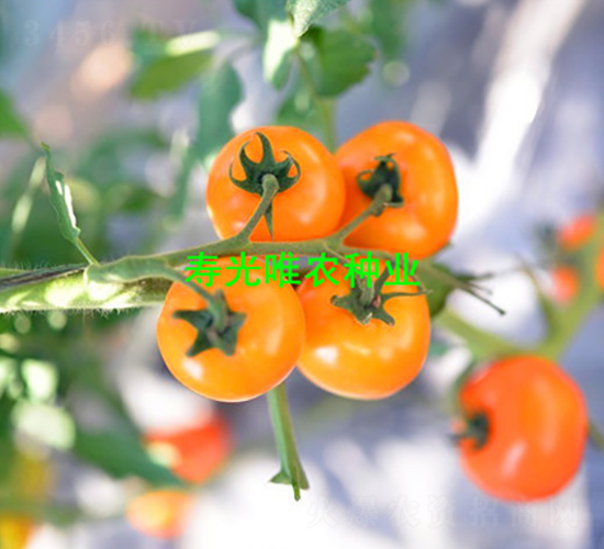 �S���`1̖(h��o)-���ҷ��ѷN��-Ψ�r(n��ng)�N�I(y��)