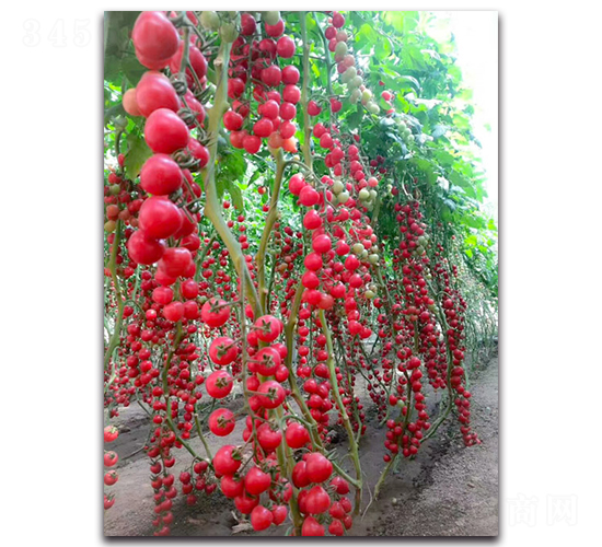 ���ᭇF1-���ҷ��ѷN��-Ψ�r(n��ng)�N�I(y��)