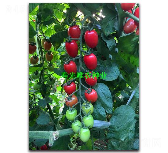 ����2̖-���ҷ��ѷN��-Ψ�r(n��ng)�N�I(y��)