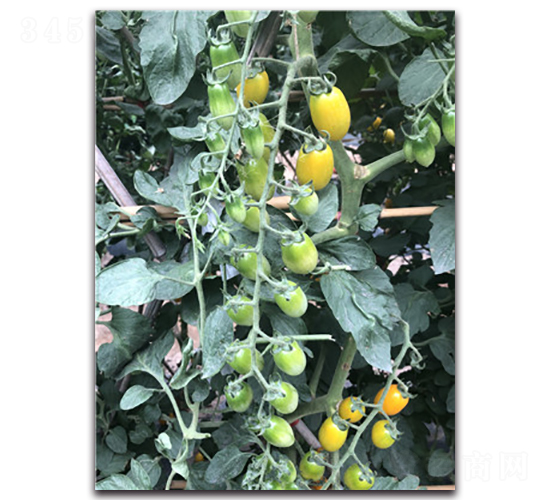 �S��2̖(h��o)-�������ѷN��-Ψ�r(n��ng)�N�I(y��)