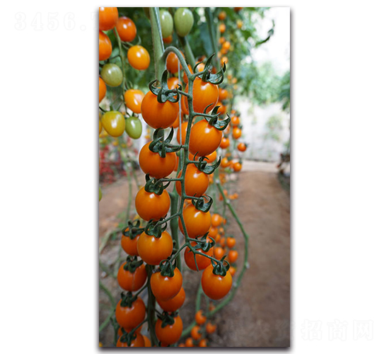 �S��һ̖(h��o)F1-���ҷ��ѷN��-Ψ�r(n��ng)�N�I(y��)