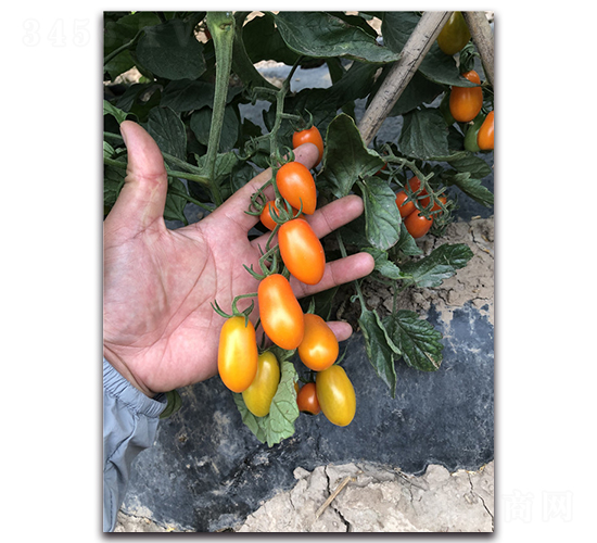 �S��3̖-�������ѷN��-Ψ�r(n��ng)�N�I(y��)