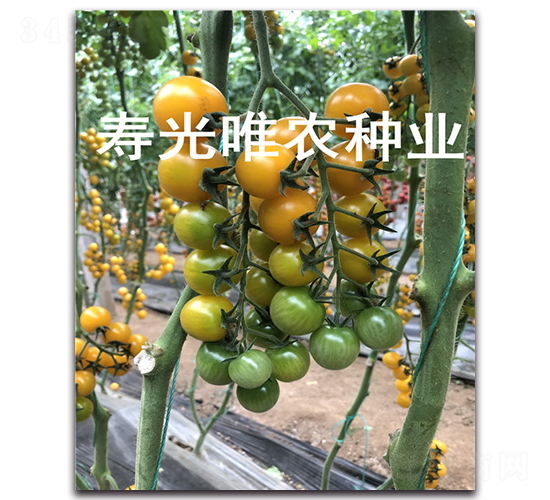 ��ɫ�(y��ng)��1̖(h��o)F1-���ҷ��ѷN��-Ψ�r(n��ng)�N�I(y��)