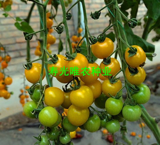 ��ɫꖹ�2̖(h��o)F1-���ҷ��ѷN��-Ψ�r(n��ng)�N�I(y��)