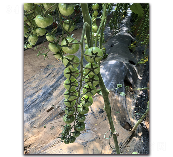 �G����-���ҷ��ѷN��-Ψ�r(n��ng)�N�I(y��)