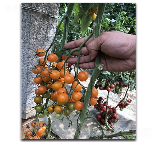 ����һ̖(h��o)-���ҷ��ѷN��-Ψ�r(n��ng)�N�I(y��)