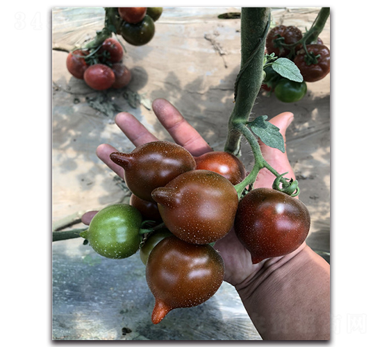 ����A-���ҷ��ѷN��-Ψ�r(n��ng)�N�I(y��)