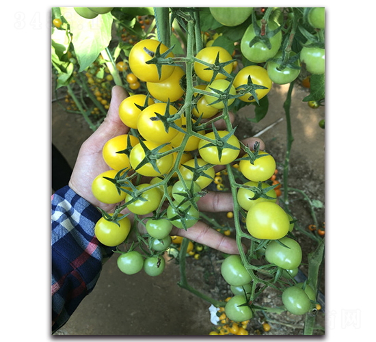 �S����-���ҷ��ѷN��-Ψ�r(n��ng)�N�I(y��)