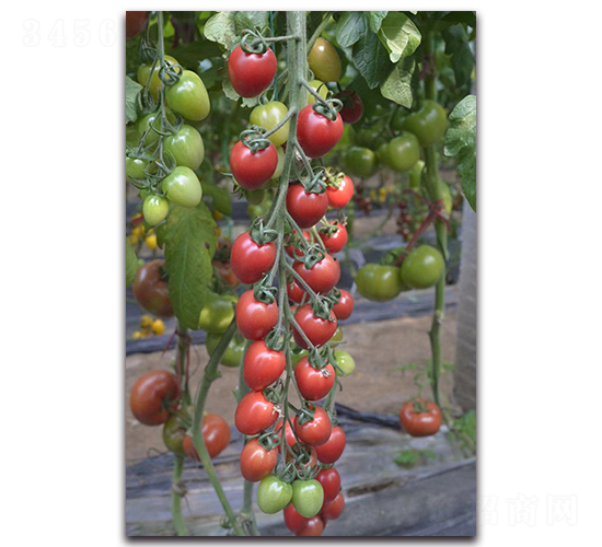 ����5̖-���ҷ��ѷN��-Ψ�r�N�I(y��)