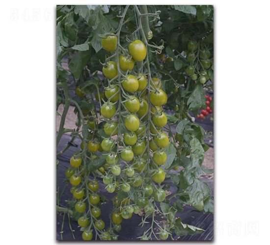 ������2̖(h��o)-���ҷ��ѷN��-Ψ�r(n��ng)�N�I(y��)