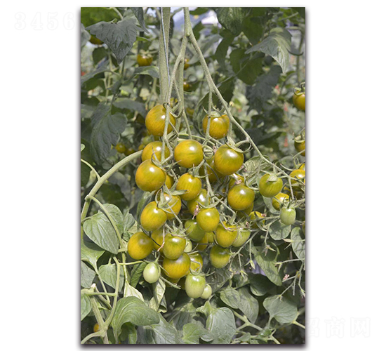 ������-���ҷ��ѷN��-Ψ�r(n��ng)�N�I(y��)