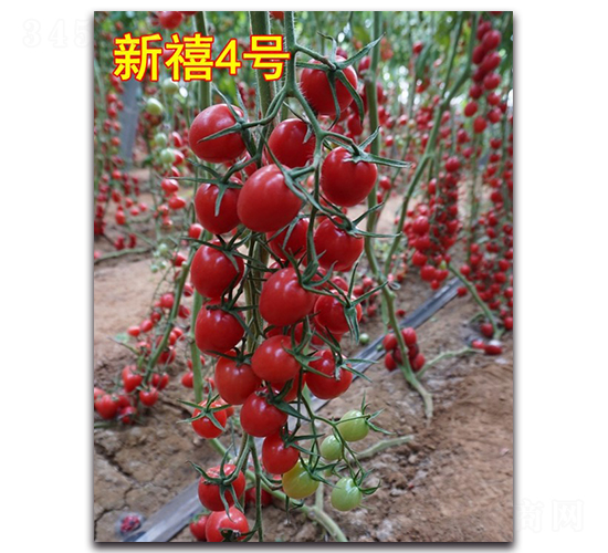 ����4̖-���ҷ��ѷN��-Ψ�r(n��ng)�N�I(y��)