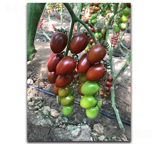 �Ϲ�ǧ��-���ҷ��ѷN��-Ψ�r(n��ng)�N�I(y��)