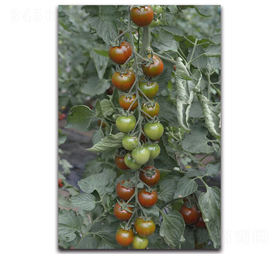 �ϴ��-���ҷ��ѷN��-Ψ�r(n��ng)�N�I(y��)