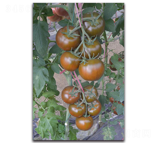 ���F��-���ҷ��ѷN��-Ψ�r(n��ng)�N�I(y��)