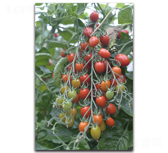 ���ݼt-���ҷ��ѷN��-Ψ�r(n��ng)�N�I(y��)