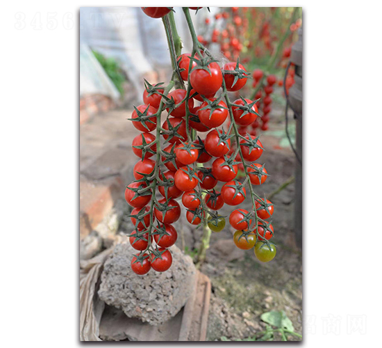 �t��-���ҷ��ѷN��-Ψ�r(n��ng)�N�I(y��)