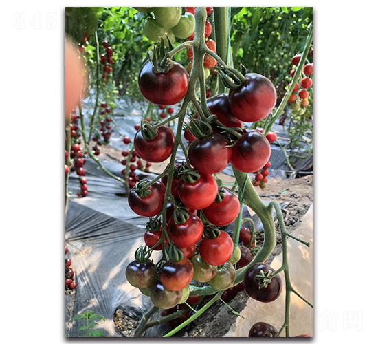 �{(l��n)ɫ����-���ҷ��ѷN��-Ψ�r(n��ng)�N�I(y��)