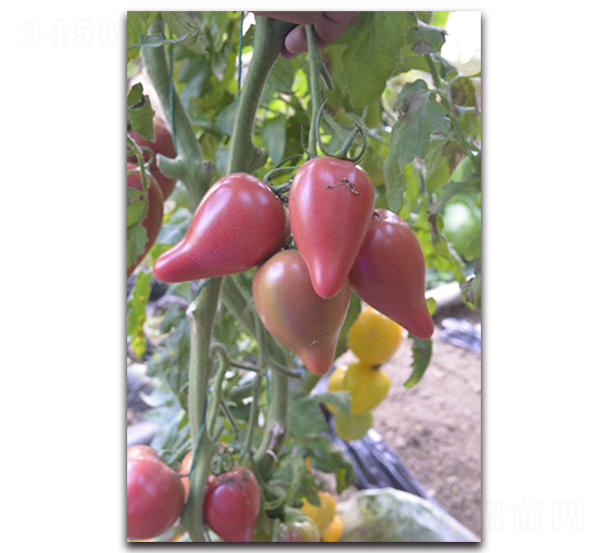 ��â��-���ҷ��ѷN��-Ψ�r(n��ng)�N�I(y��)