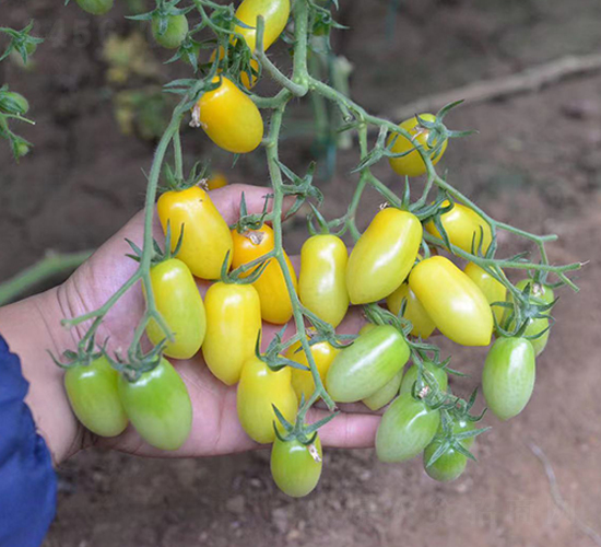 ��˼��-���ҷ��ѷN��-Ψ�r(n��ng)�N�I(y��)