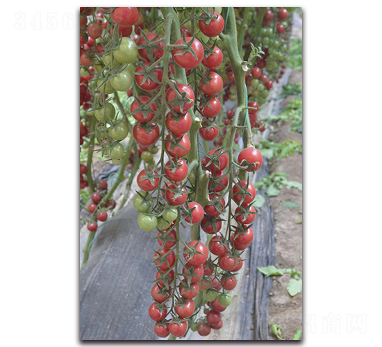 ��ؐ��-���ҷ��ѷN��-Ψ�r(n��ng)�N�I(y��)