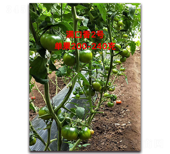 �M����2̖(h��o)-���ѷN��-Ψ�r(n��ng)�N�I(y��)