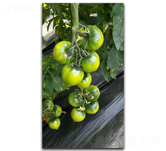 �M����һ̖-���ѷN��-Ψ�r(n��ng)�N�I(y��)