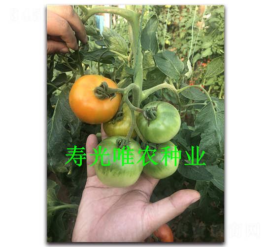 �M�����S��ݮ-���ѷN��-Ψ�r(n��ng)�N�I(y��)