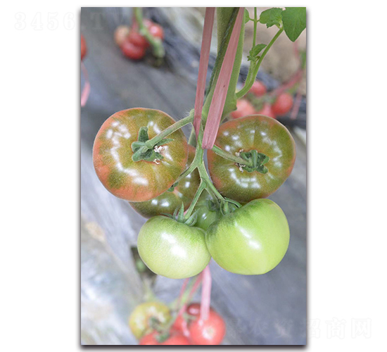 �F��202��ݮ����-���ѷN��-Ψ�r(n��ng)�N�I(y��)