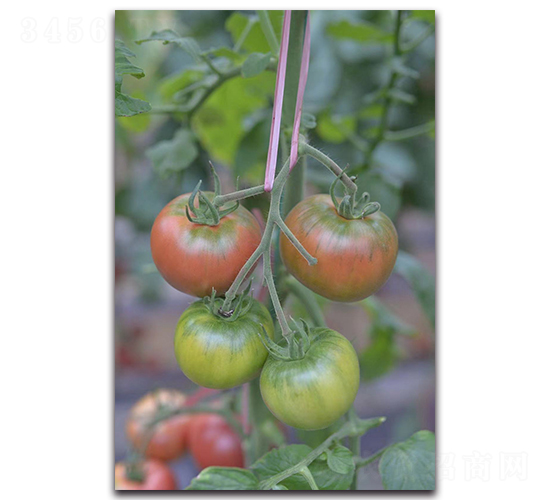 �F��203��ݮ����-���ѷN��-Ψ�r�N�I(y��)