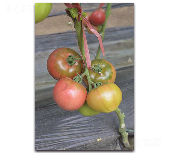 �F��807-���ѷN��-Ψ�r(n��ng)�N�I(y��)