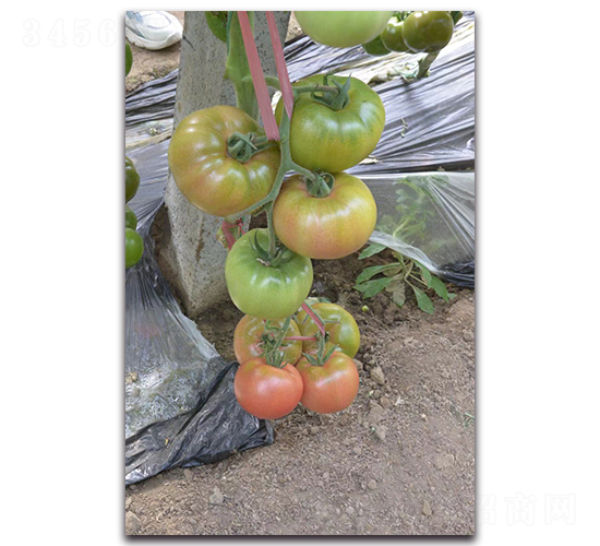 �F������-���ѷN��-Ψ�r�N�I(y��)