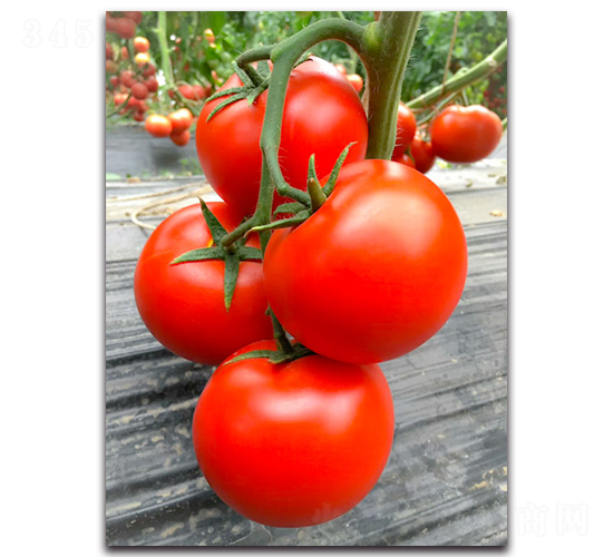 �W�m��F1-�t�����ѷN��-Ψ�r(n��ng)�N�I(y��)