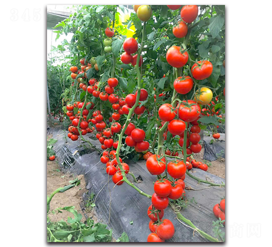 �لPF1-�t�����ѷN��-Ψ�r(n��ng)�N�I(y��)