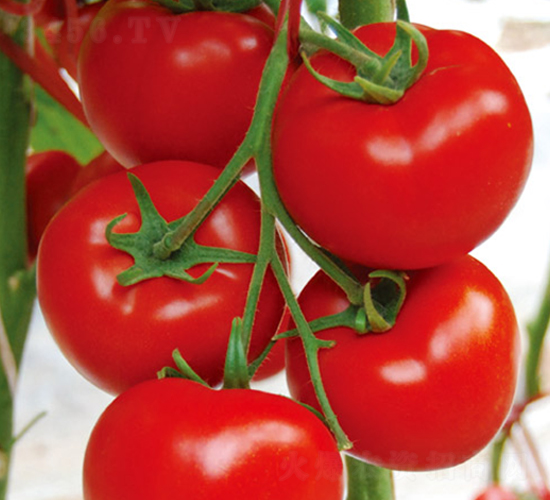 ����F1-�t�����ѷN��-Ψ�r(n��ng)�N�I(y��)