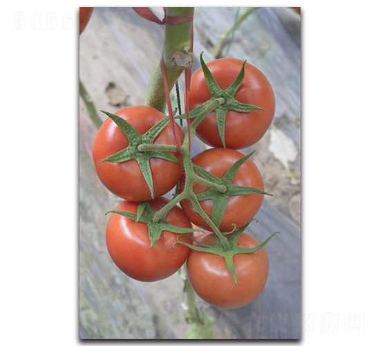 ����-�t�����ѷN��-Ψ�r(n��ng)�N�I(y��)