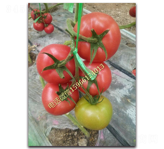 �e��517F1-�۹����ѷN��-Ψ�r(n��ng)�N�I(y��)