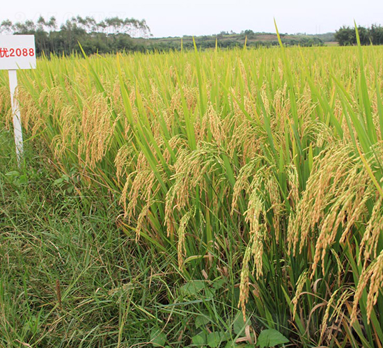 �p��(y��u)2088-ˮ���N��-���N�I(y��)