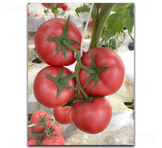 ������307F1-�۹����ѷN��-Ψ�r(n��ng)�N�I(y��)