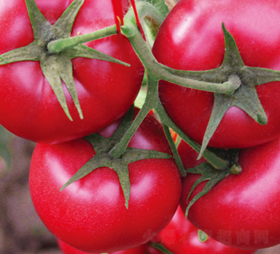 ����8̖(h��o)F1-�۹����ѷN��-Ψ�r(n��ng)�N�I(y��)