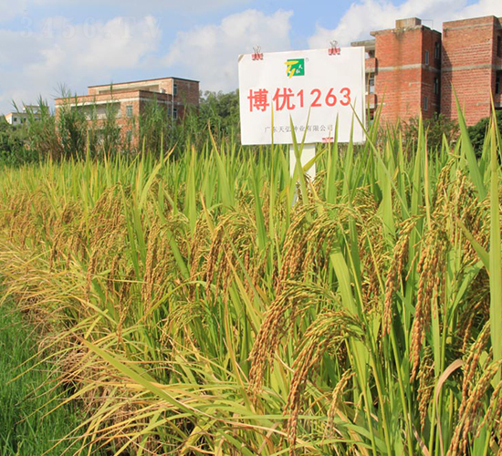 ����(y��u)1263-ˮ���N��-���N�I(y��)