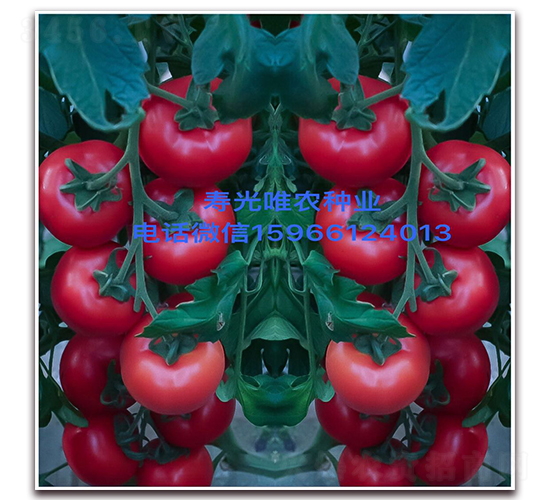 ȫ������F1-�۹����ѷN��-Ψ�r(n��ng)�N�I(y��)