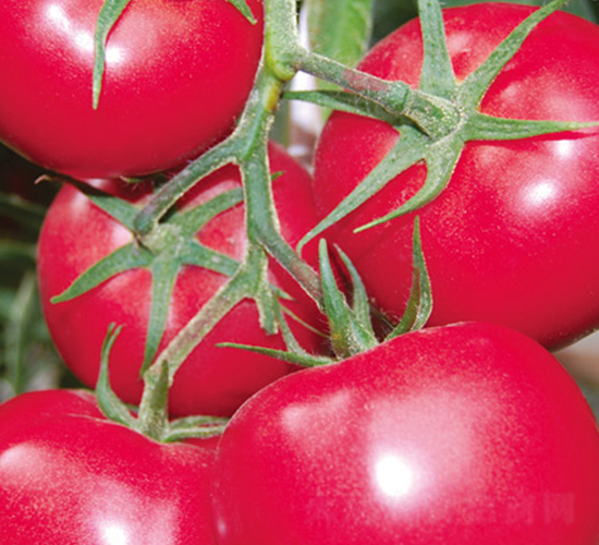 �e��519F1-�۹����ѷN��-Ψ�r(n��ng)�N�I(y��)