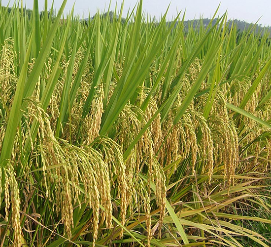 �f(w��n)����(y��u)15-ˮ���N��-���N�I(y��)