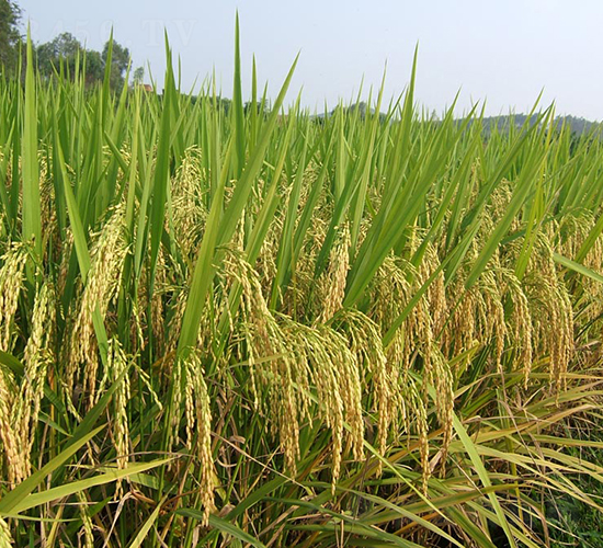 �f����(y��u)802-ˮ���N��-���N�I(y��)