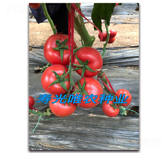 ������F1-�۹����ѷN��-Ψ�r�N�I(y��)