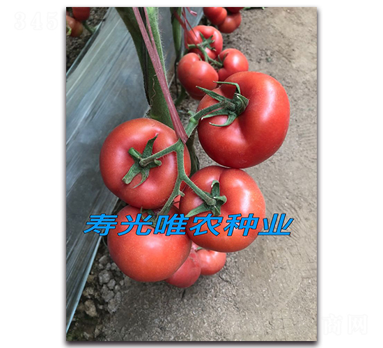 ��÷��F1-�۹����ѷN��-Ψ�r(n��ng)�N�I(y��)