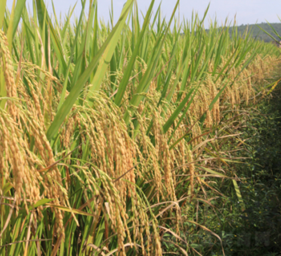 �f�ك�(y��u)6̖-ˮ���N��-���N�I(y��)