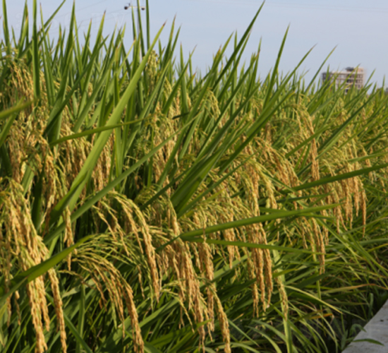 �ă�(y��u)3089-ˮ���N��-���N�I(y��)