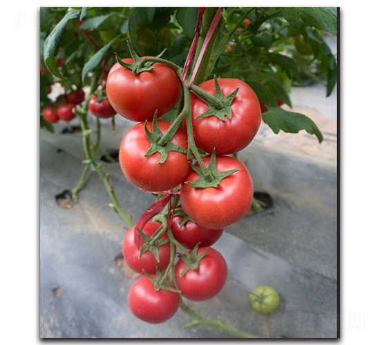 ����6̖(h��o)F1-�۹����ѷN��-Ψ�r(n��ng)�N�I(y��)